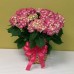 PF-312: Pink or Blue Hydrangea Plant ($85.00)