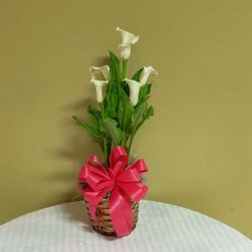 PF-314: Calla Lily Plant ($65.00)